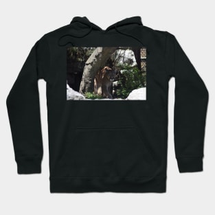 Cougar Hoodie